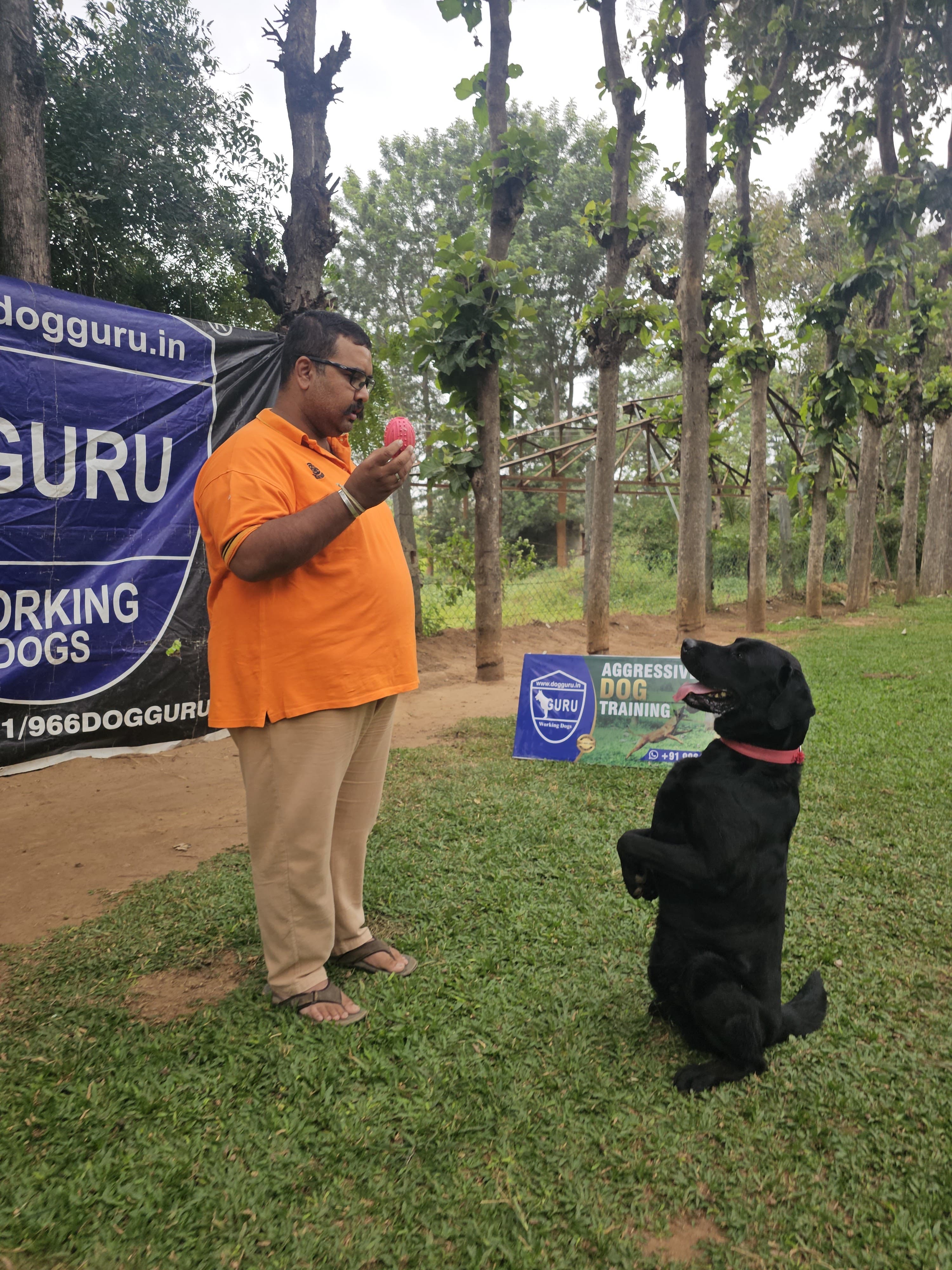 Dog Training